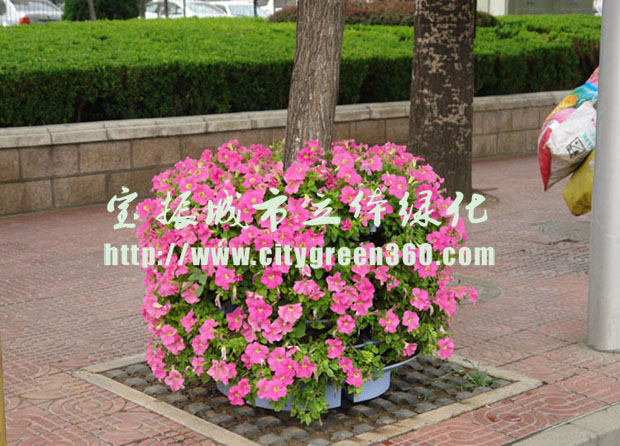 首個福州試點立體綠化 “渠畫島”靚現街頭