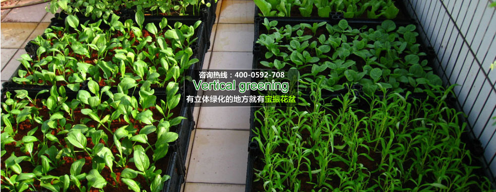 陽(yáng)臺(tái)綠化的特點(diǎn)